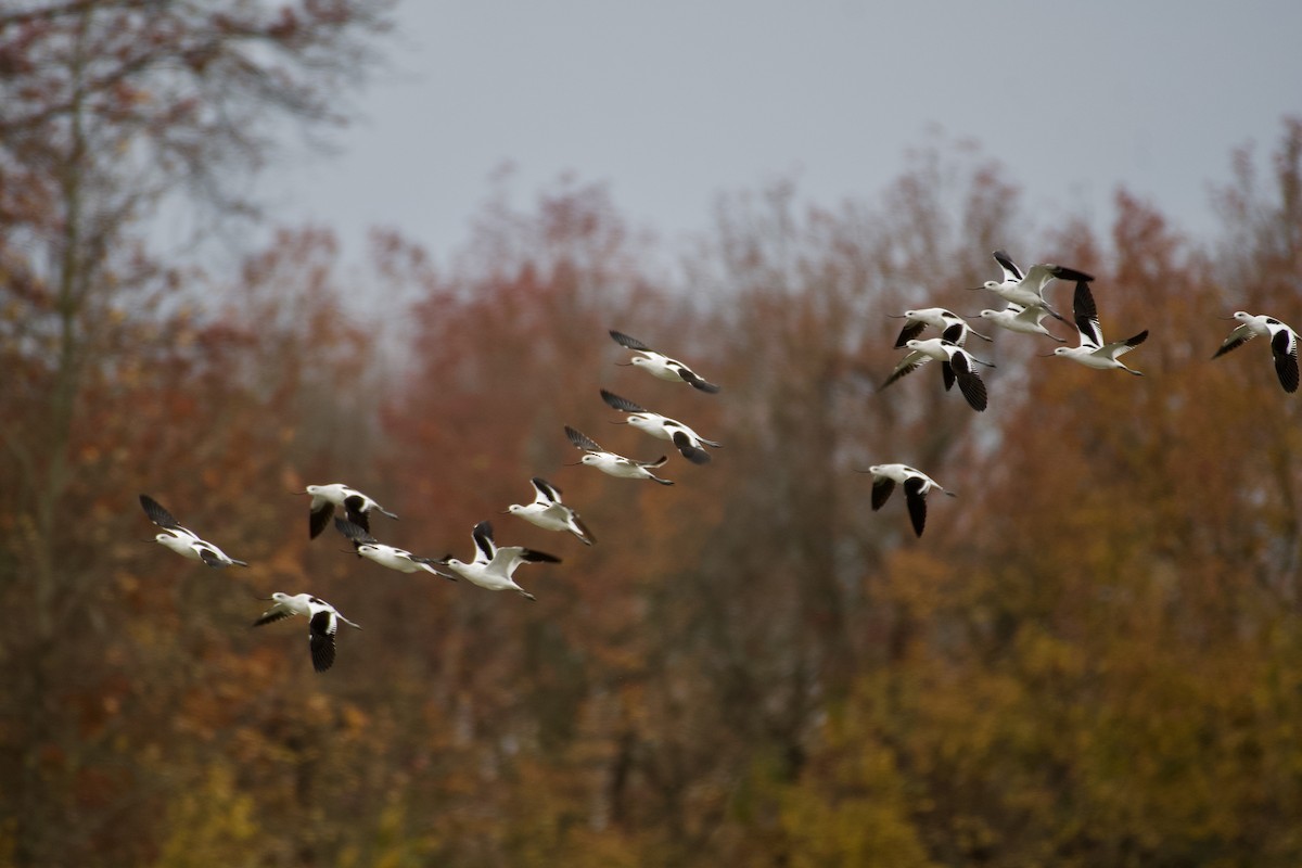 tenkozobec americký - ML645323804