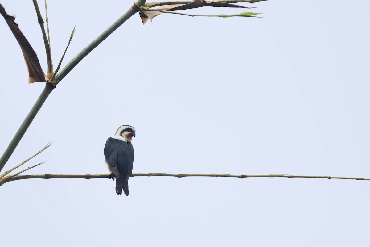 Collared Falconet - ML645323805