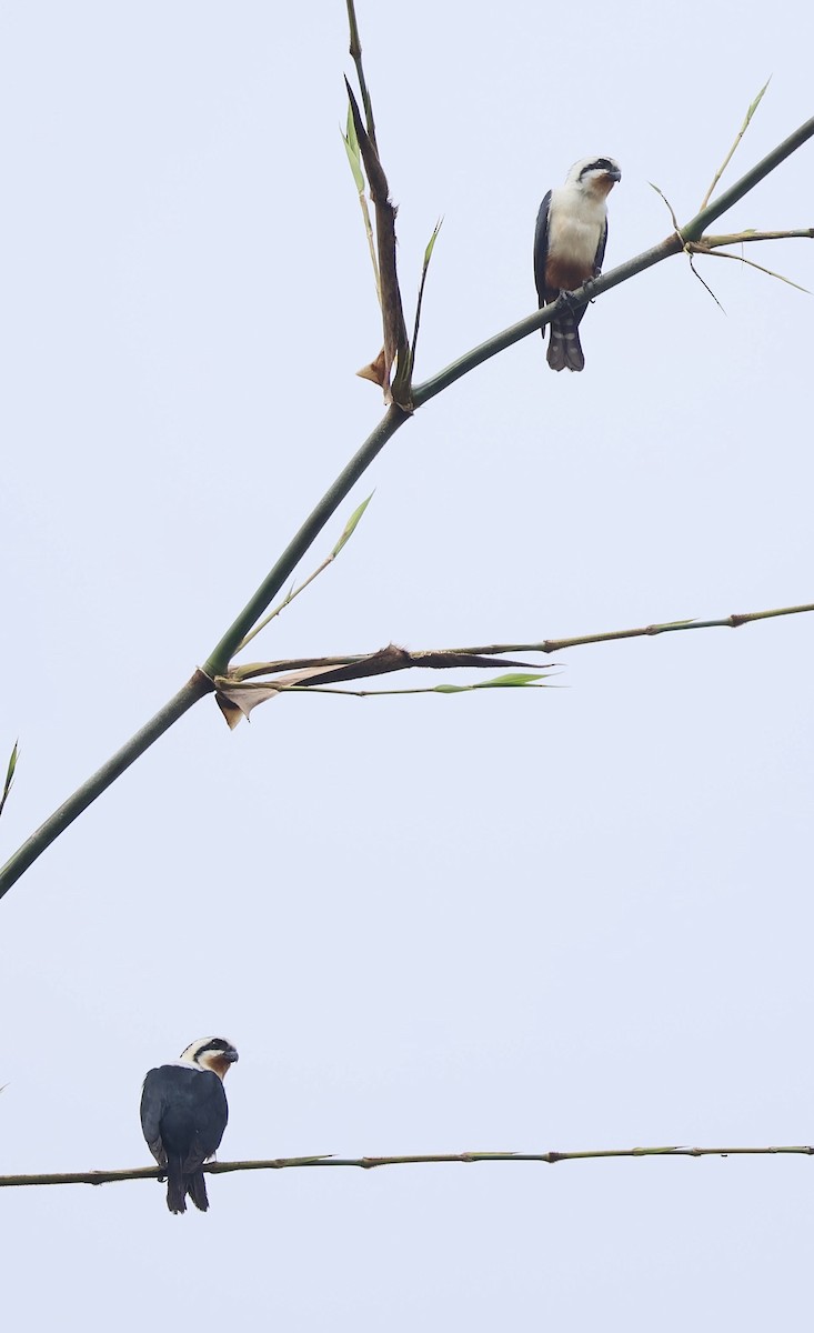 Collared Falconet - ML645323806