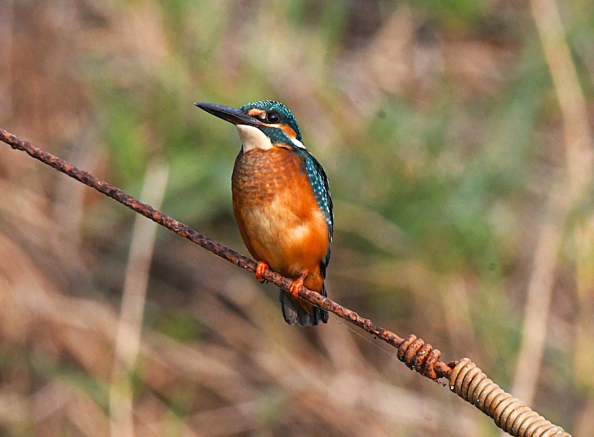 Common Kingfisher - ML645323808