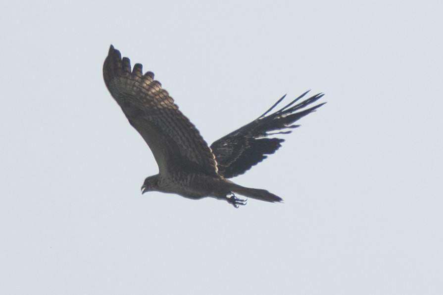 Oriental Honey-buzzard - ML645323810