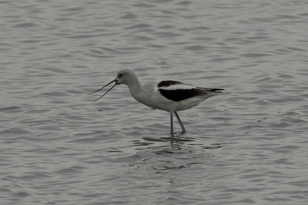 American Avocet - ML645323811