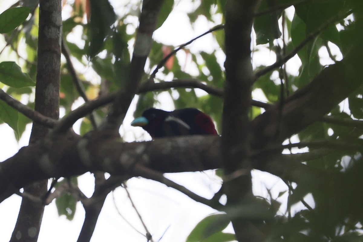 Black-and-red Broadbill - ML645323813