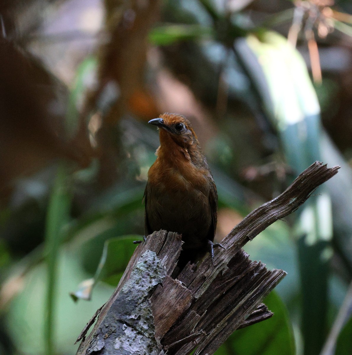 Musician Wren (Ferruginous) - ML645323816