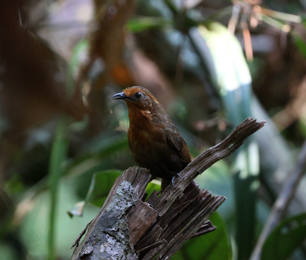 Musician Wren (Ferruginous) - ML645323817