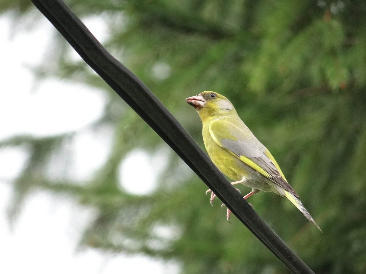 European Greenfinch - ML645323818