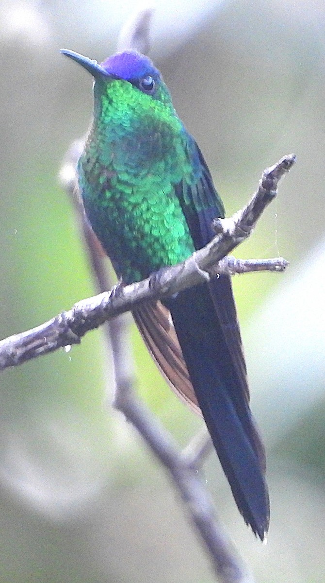 Violet-capped Woodnymph - ML645323821