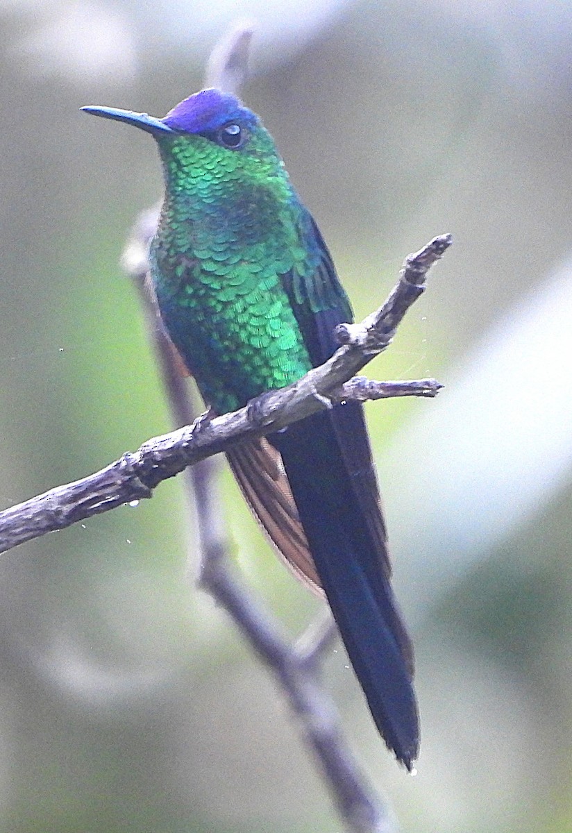 Violet-capped Woodnymph - ML645323822