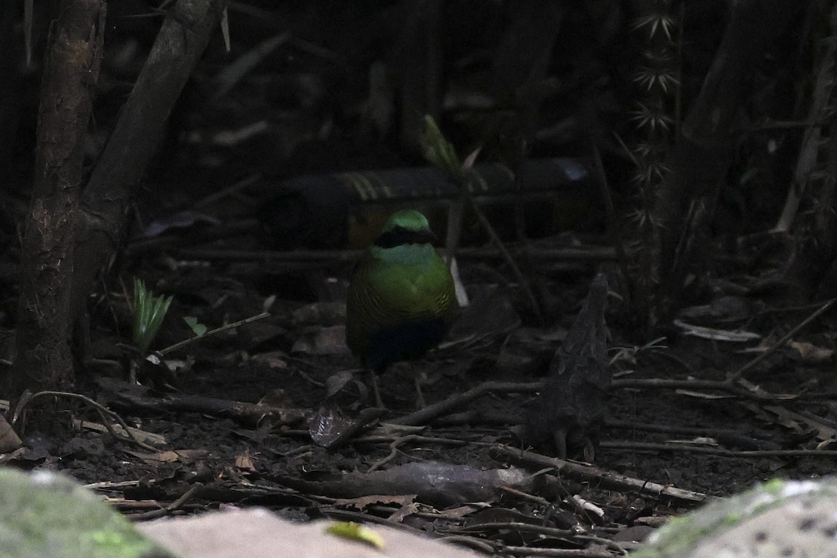 Bar-bellied Pitta - ML645323825