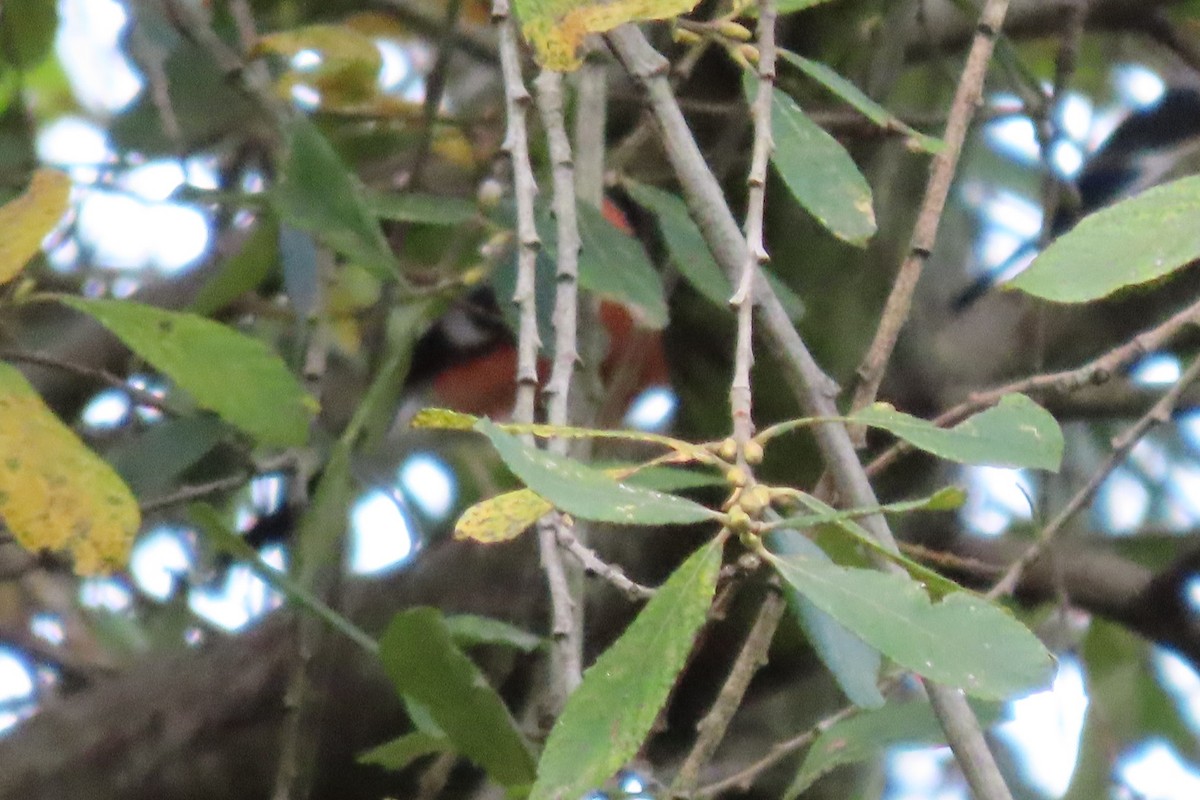 Eurasian Bullfinch - ML645323836
