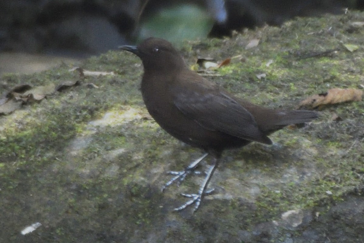 Brown Dipper - ML645323841
