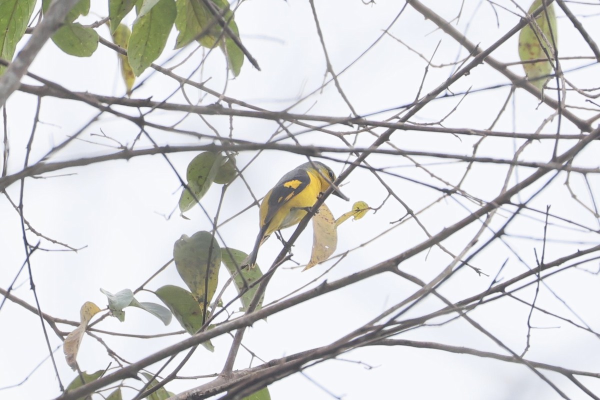 Scarlet Minivet - ML645323843