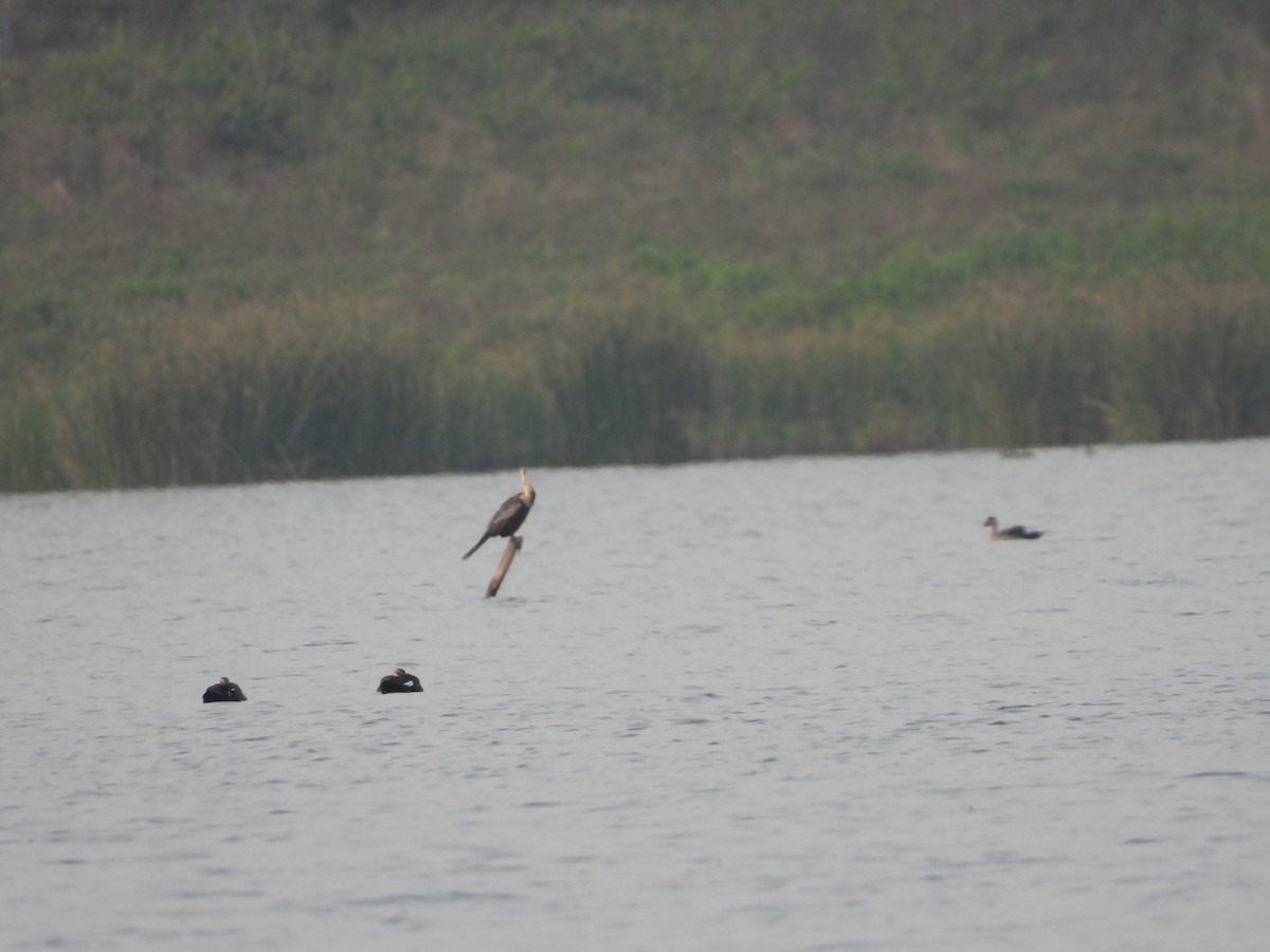 Oriental Darter - ML645323844