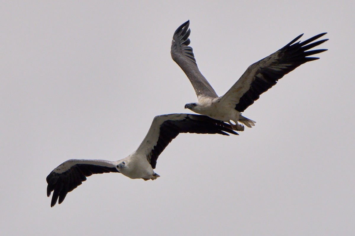 White-bellied Sea-Eagle - ML645323845
