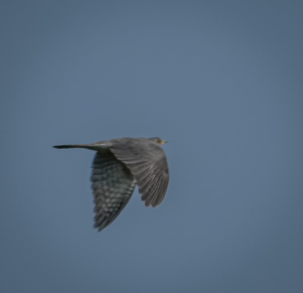 Common Hawk-Cuckoo - ML645323846