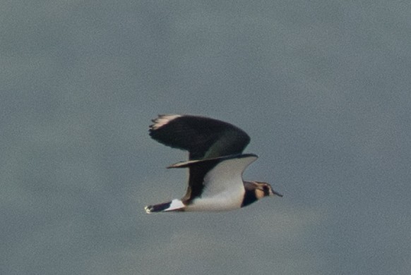 Northern Lapwing - ML645323847