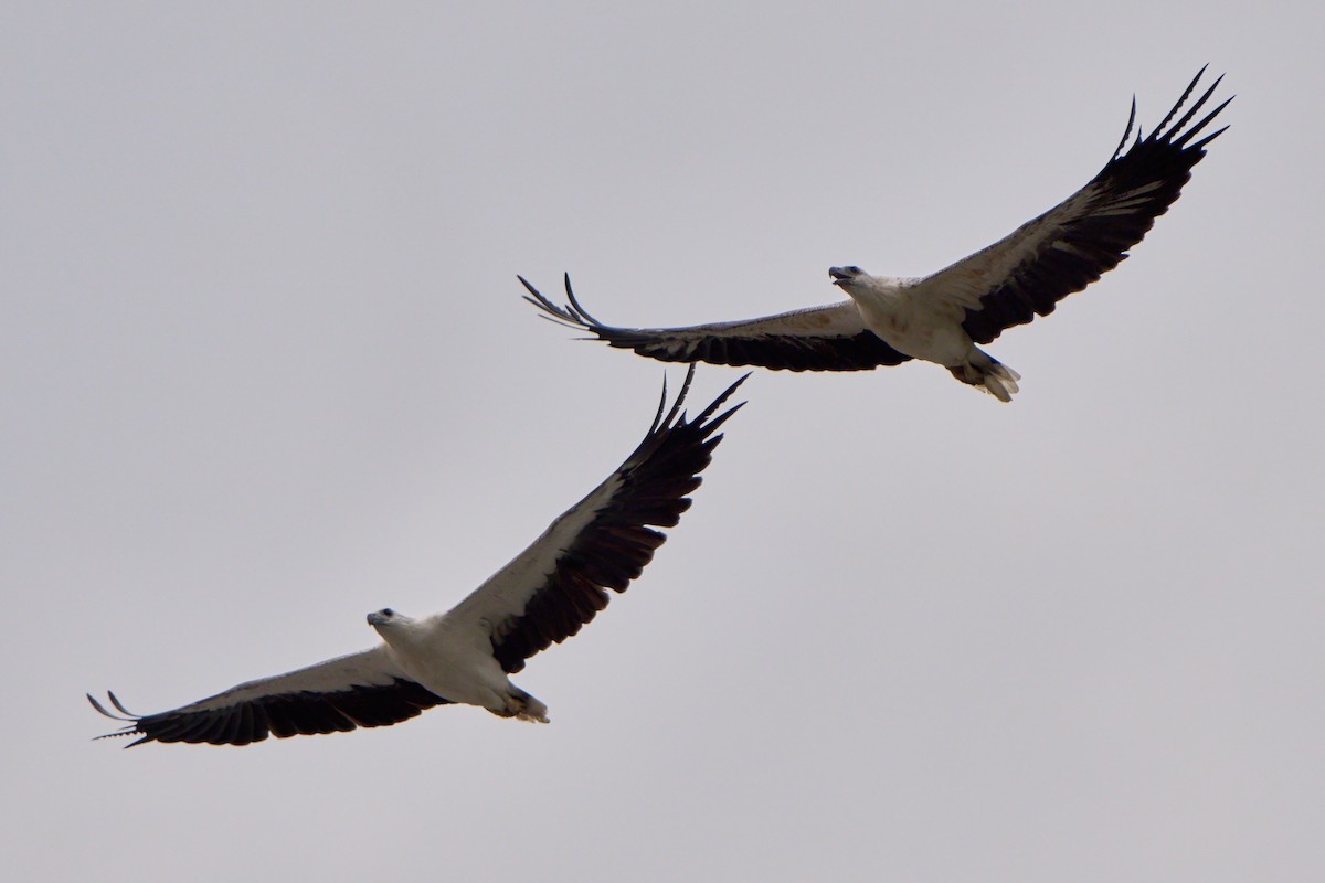 Белобрюхий орлан - ML645323848