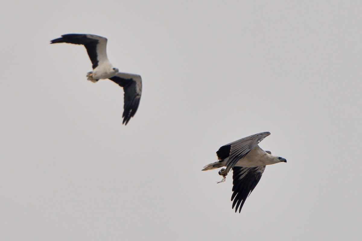 White-bellied Sea-Eagle - ML645323849