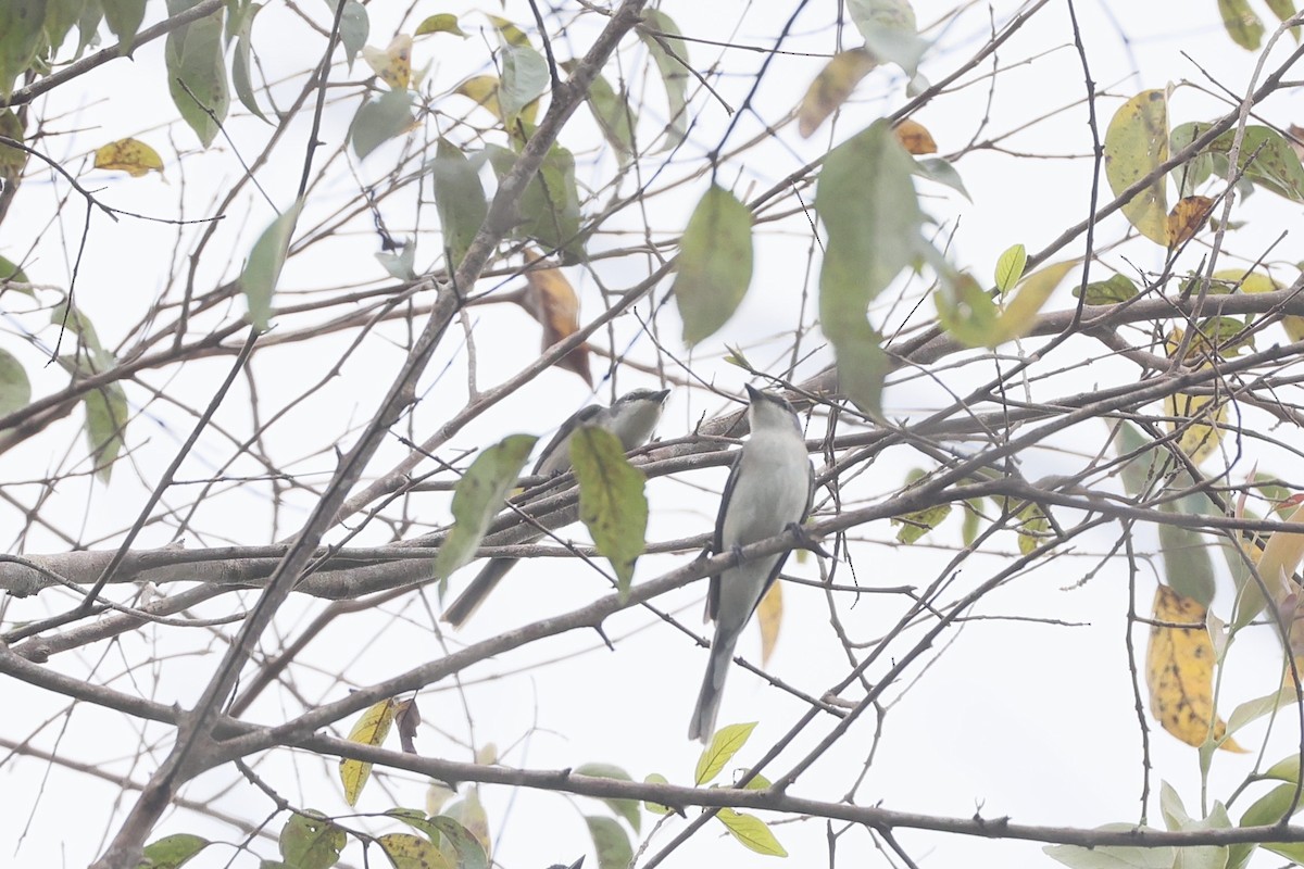 Ashy Minivet - ML645323850