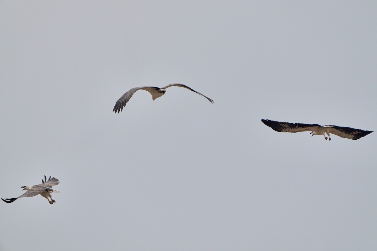 Белобрюхий орлан - ML645323851