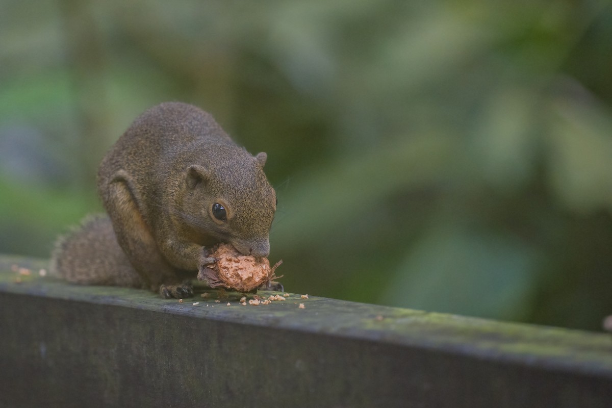 Plantain Squirrel - ML645323856