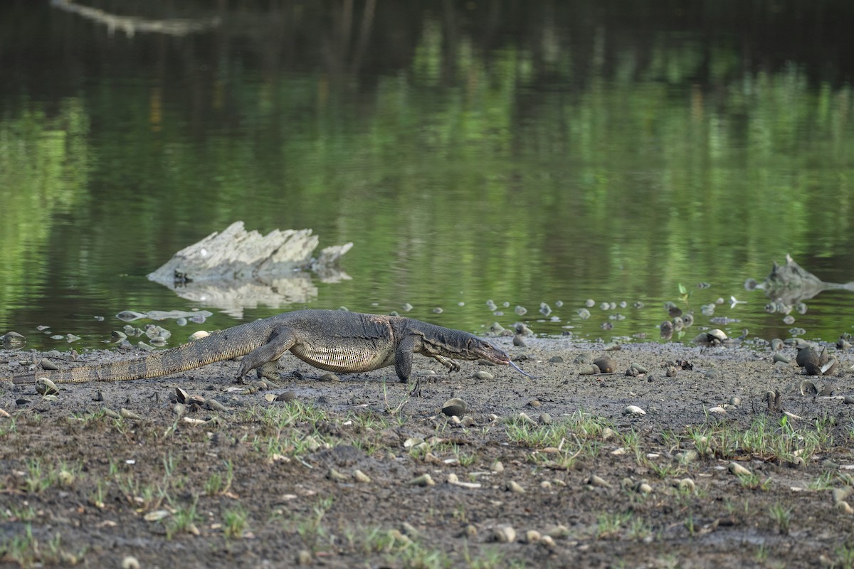 Common Water Monitor - ML645323873