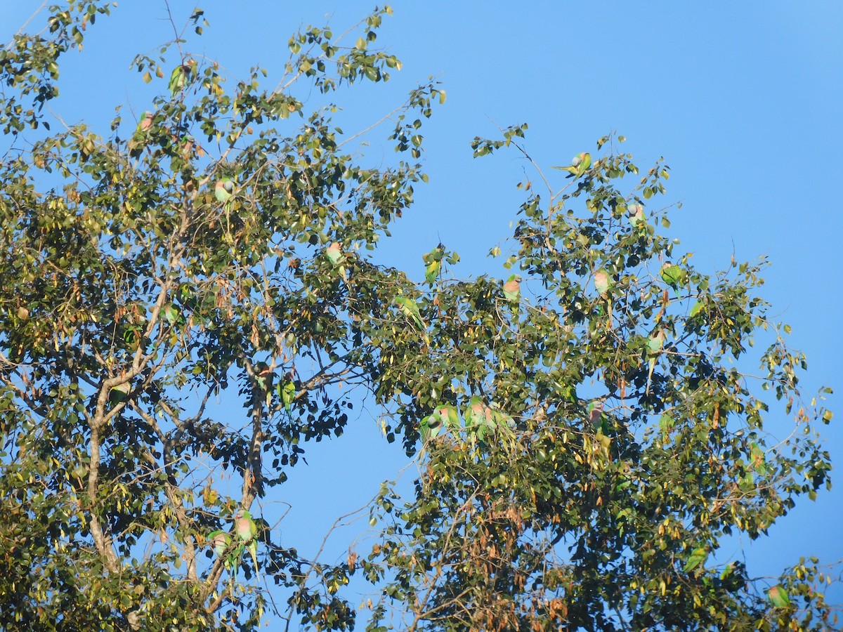Red-breasted Parakeet - ML645323875