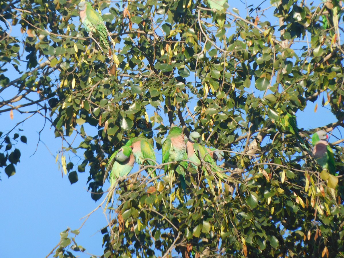 Red-breasted Parakeet - ML645323877