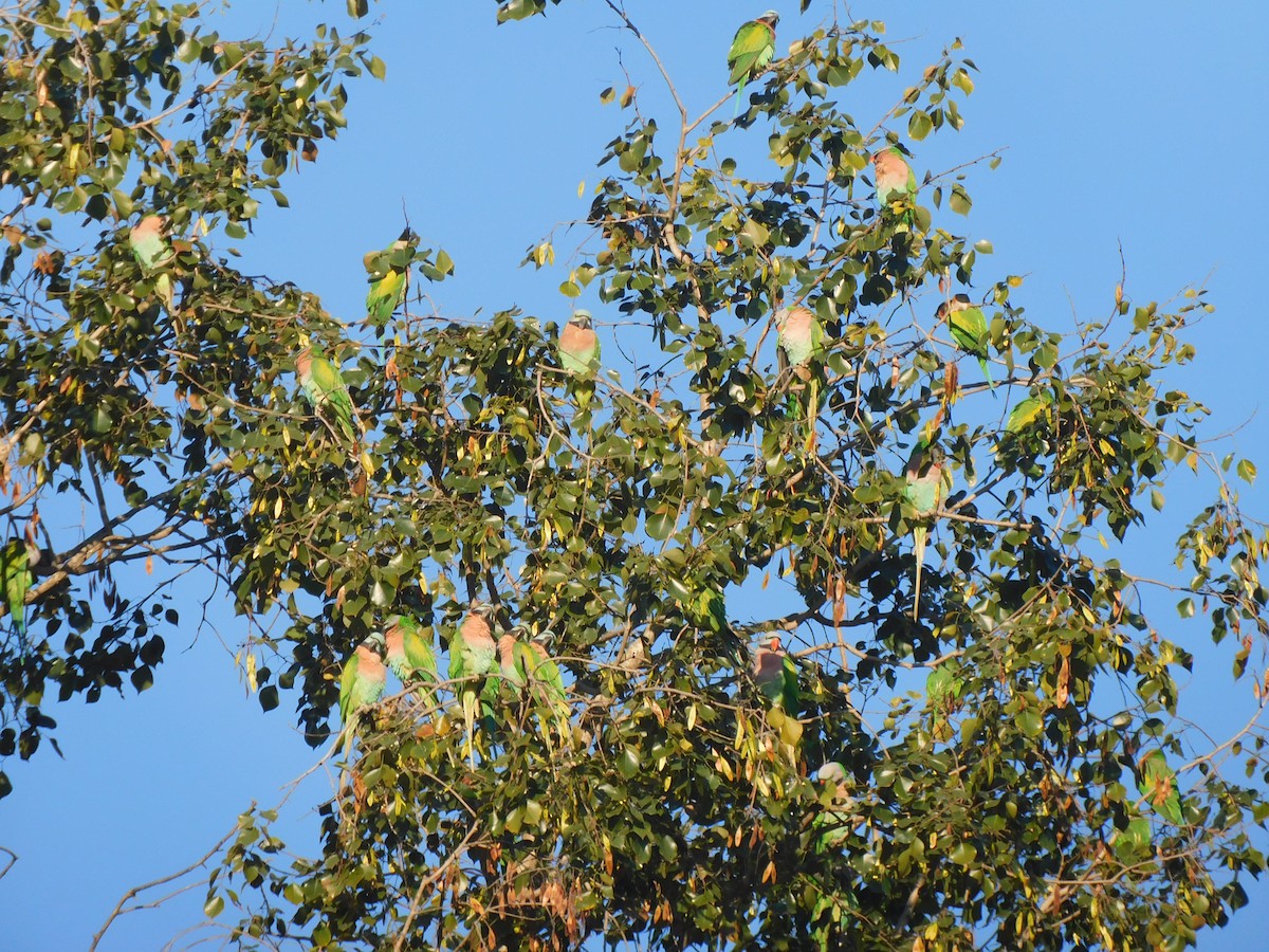 Red-breasted Parakeet - ML645323878