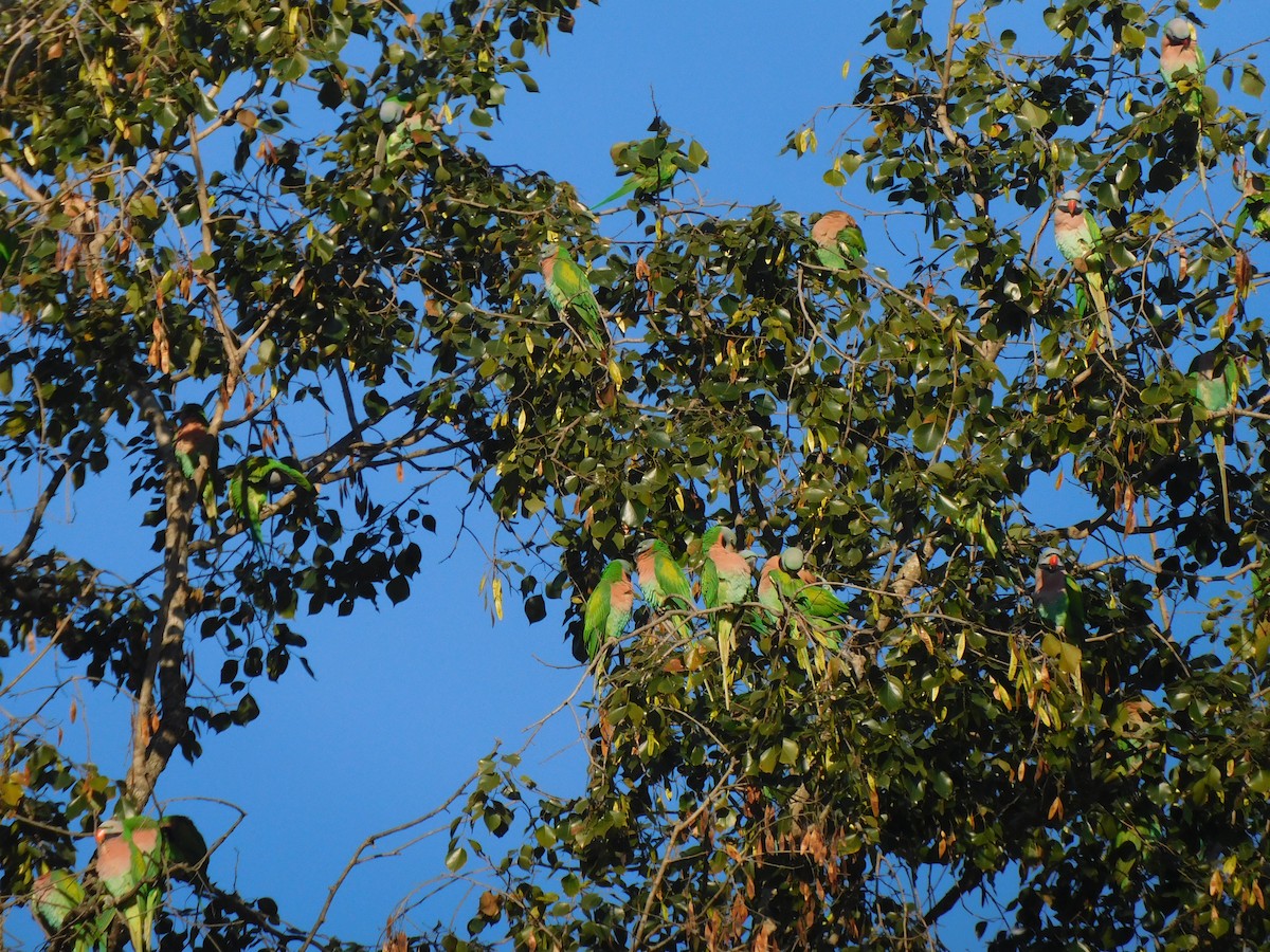 Red-breasted Parakeet - ML645323880