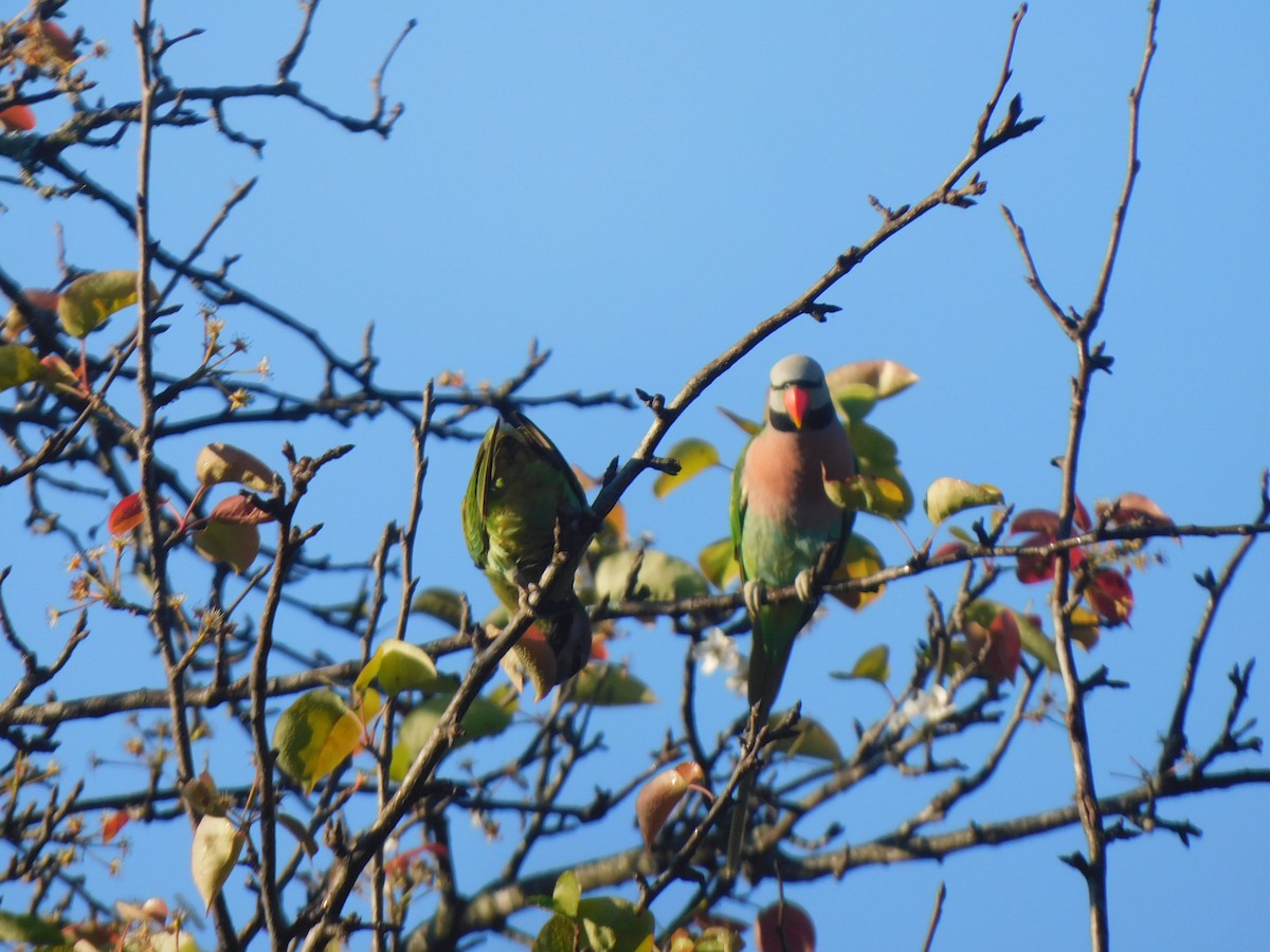 Red-breasted Parakeet - ML645323890