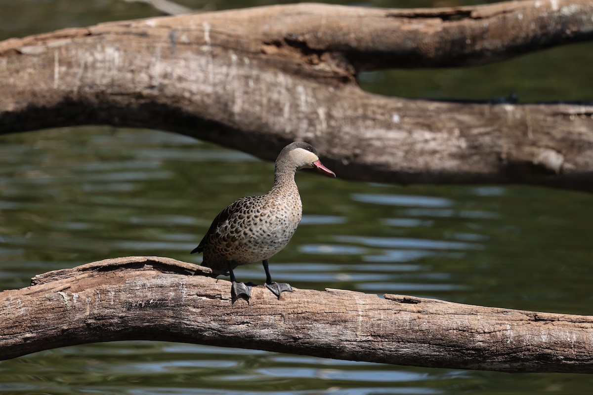 Ánade Piquirrojo - ML645323900