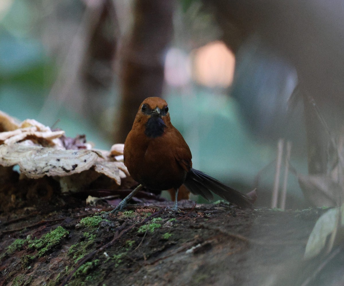 Ruddy Spinetail - ML645323901