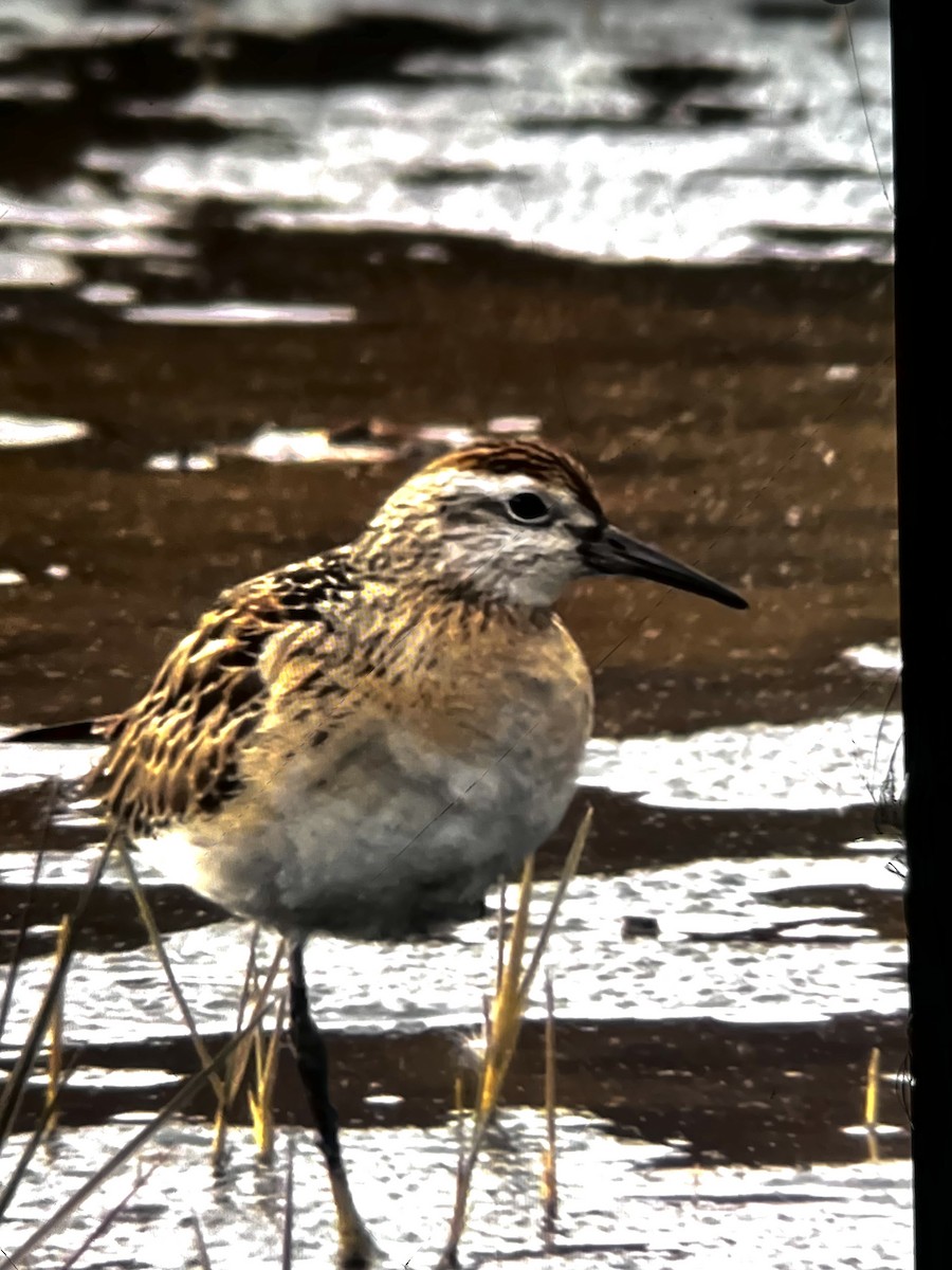 Sharp-tailed Sandpiper - ML645323907
