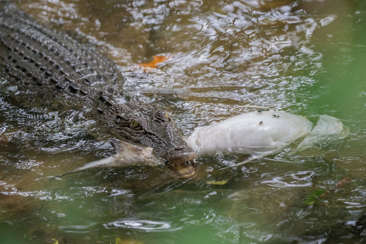 Saltwater Crocodile - ML645323910