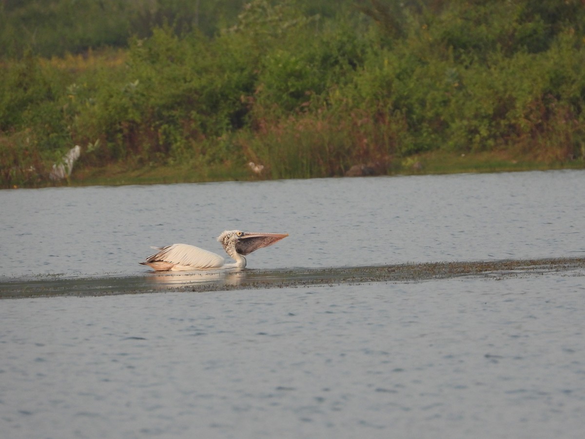 Spot-billed Pelican - ML645323913