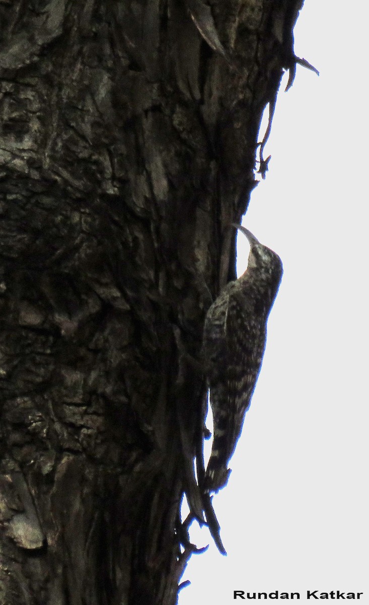 Indian Spotted Creeper - ML645323939