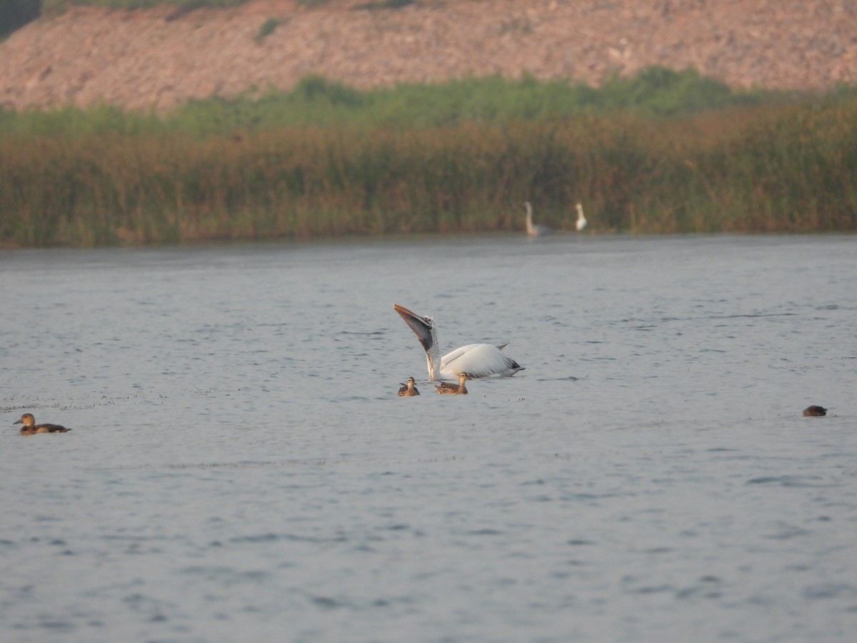 Spot-billed Pelican - ML645323940