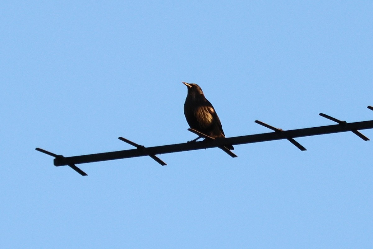 Spotless Starling - ML645323945