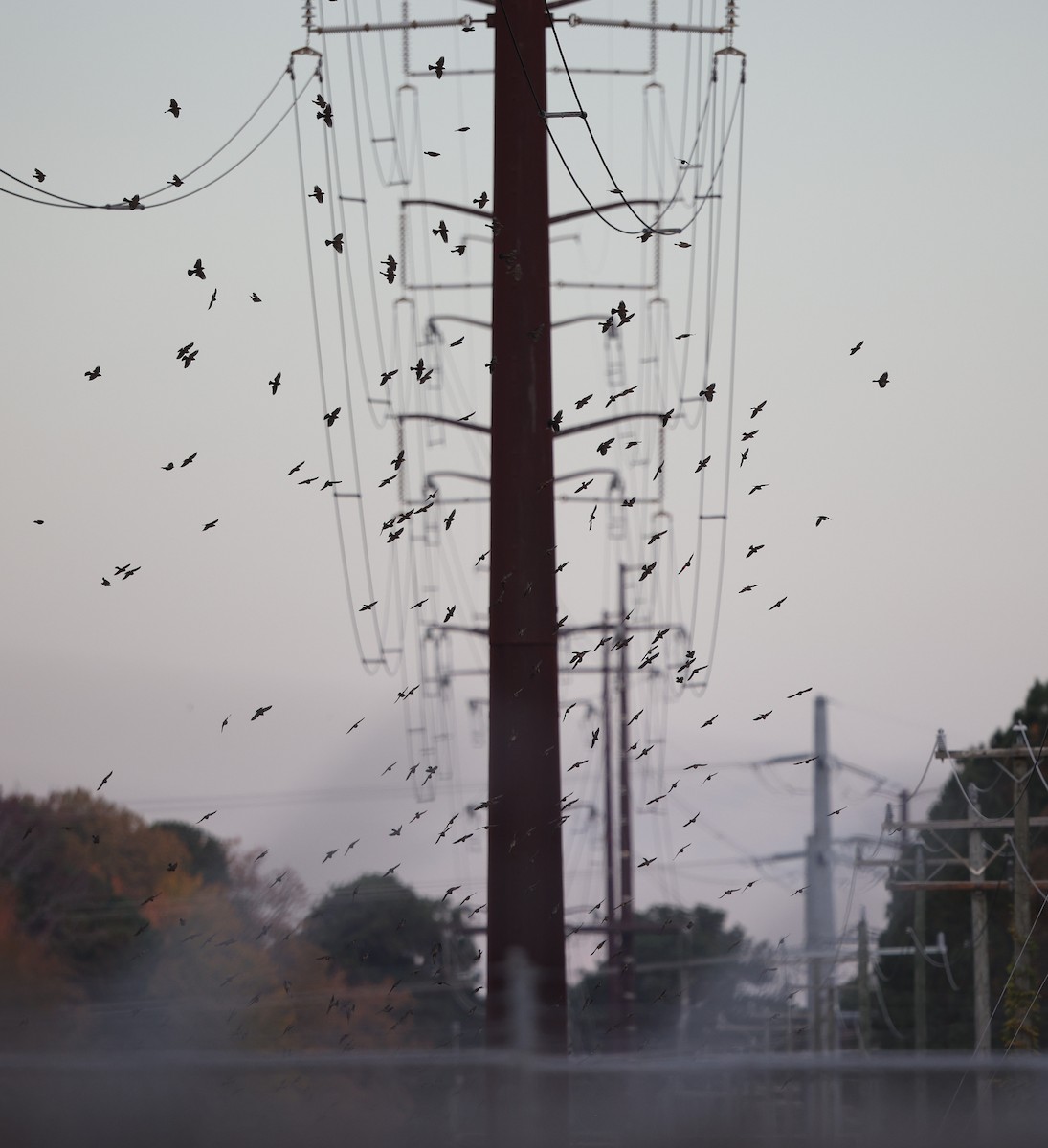 Red-winged Blackbird (Red-winged) - ML645323948