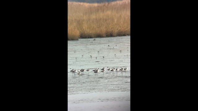 Dunlin - ML645323958