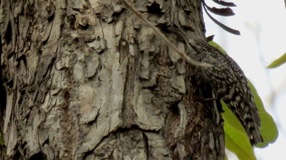 Indian Spotted Creeper - ML645323968