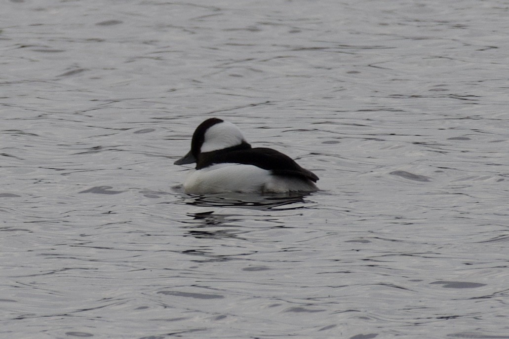 hohol bělavý - ML645323989