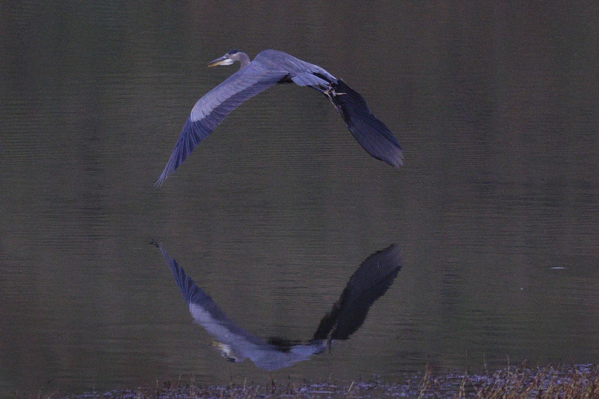 Great Blue Heron - ML645323993