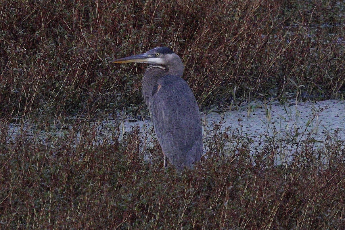 Great Blue Heron - ML645323994