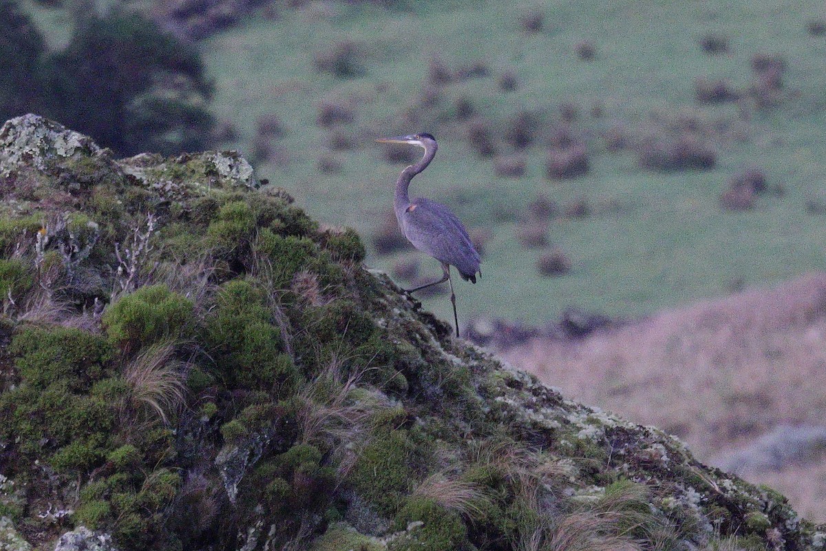 Great Blue Heron - ML645323995