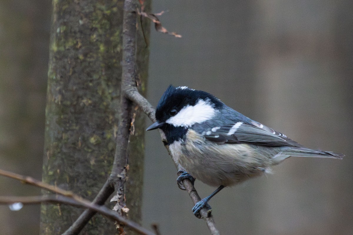 煤山雀 - ML645323996
