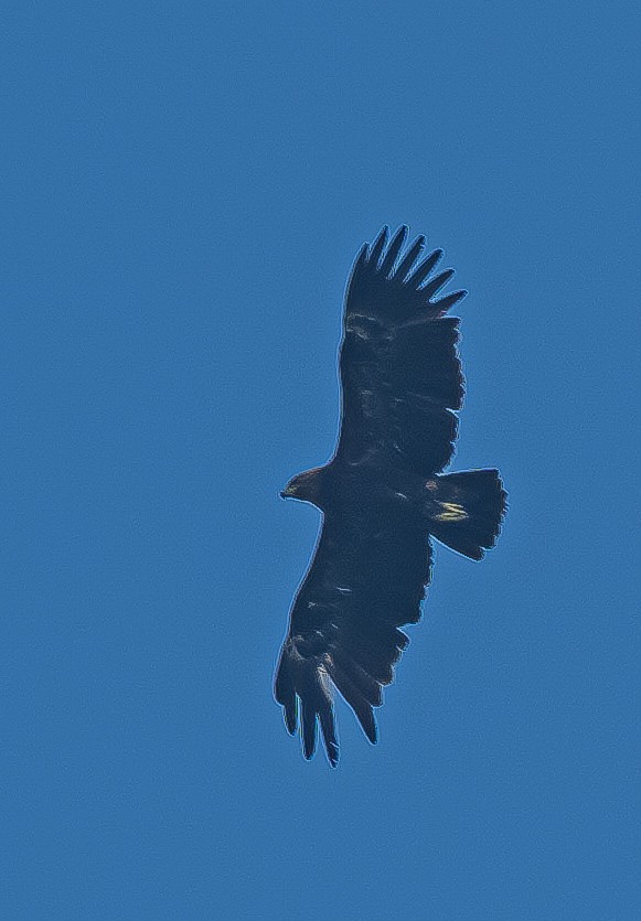 Greater Spotted Eagle - ML645323998
