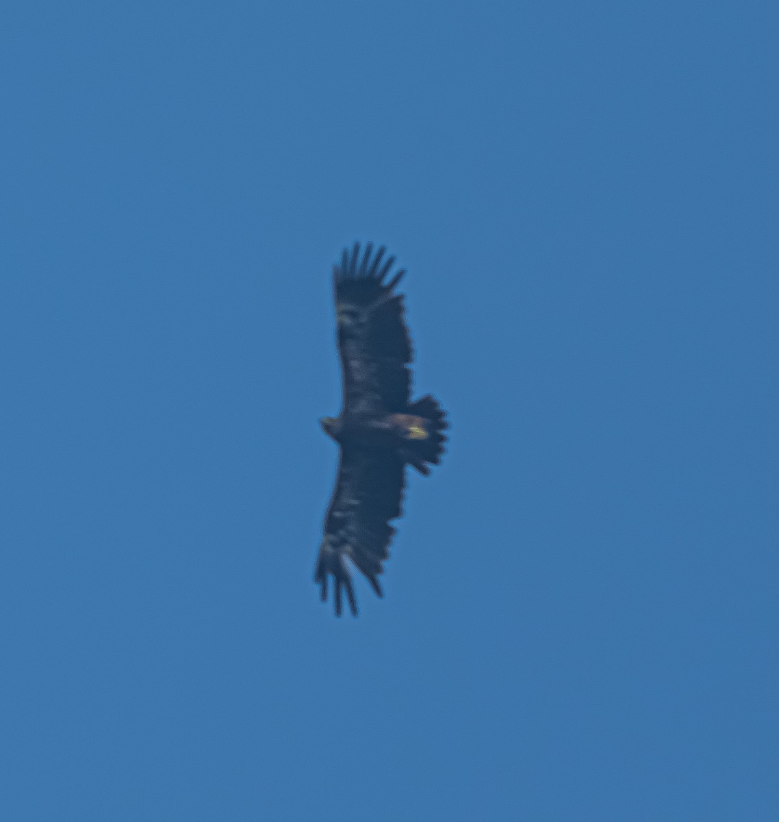 Greater Spotted Eagle - ML645323999