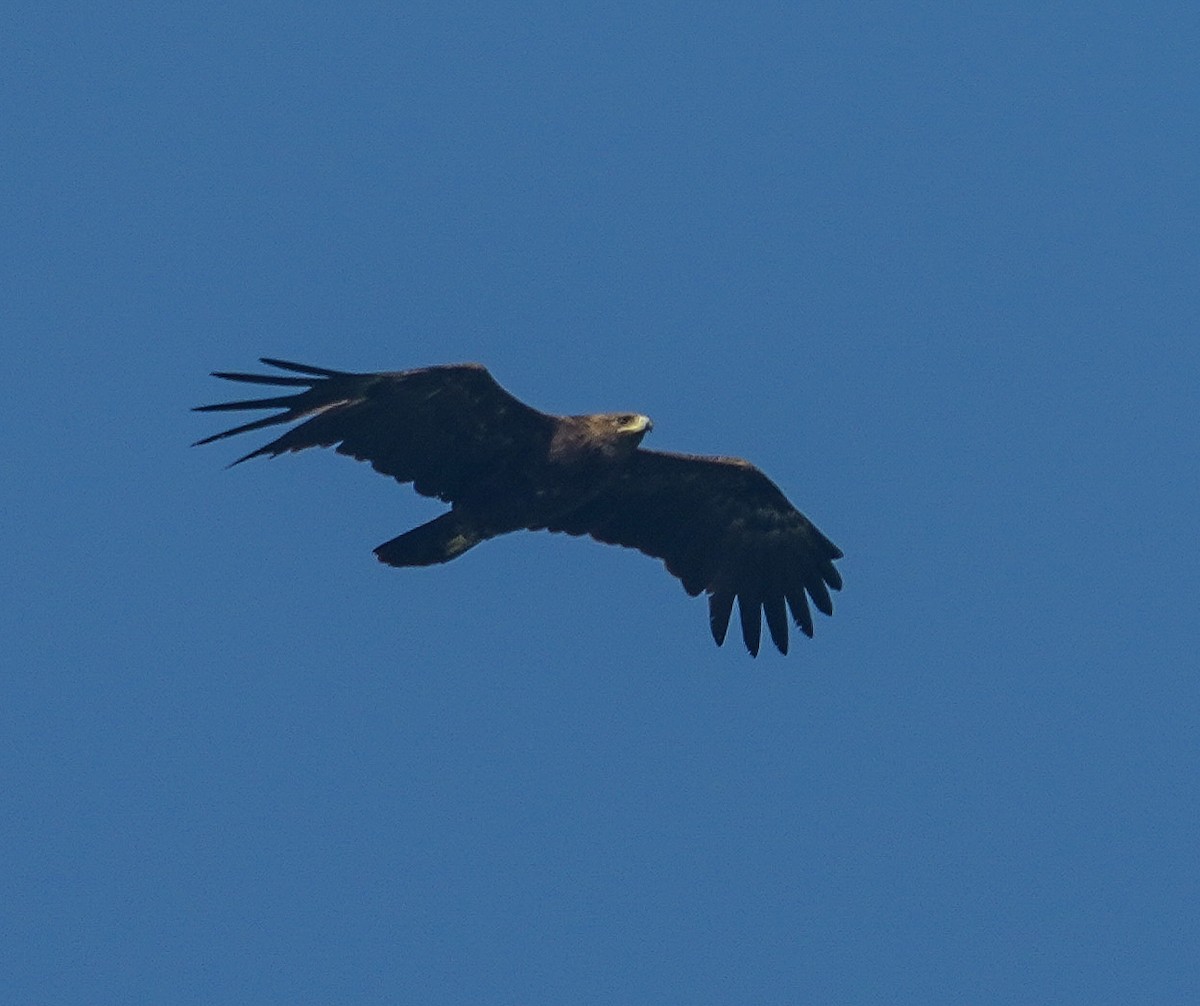 Greater Spotted Eagle - ML645324000